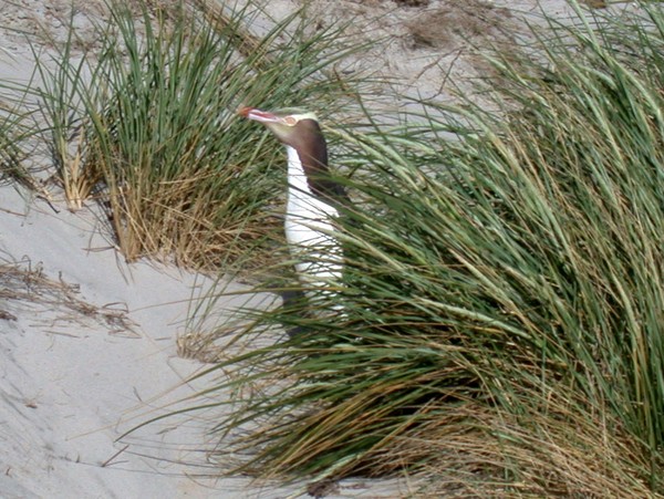 Yellow Eyed Penguin
